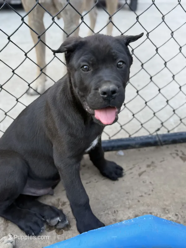 Kado  – Cane Corso puppy for sale in Portland, OR