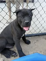 Kado , a male Cane Corso for sale in Portland, OR – 1 of 6