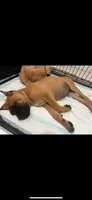 Raven, a female Cane Corso for sale in Portland, OR – 5 of 5