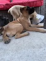 Raven, a female Cane Corso for sale in Portland, OR – 4 of 5