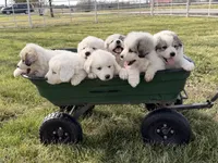 Scooby , a male Great Pyrenees for sale in Sparta, MO – Photo 2 of 9
