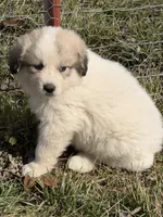 Scooby , a male Great Pyrenees for sale in Sparta, MO – Photo 6 of 9