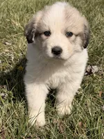 Scooby , a male Great Pyrenees for sale in Sparta, MO – Photo 9 of 9