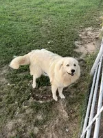 Scooby , a male Great Pyrenees for sale in Sparta, MO – Photo 8 of 9