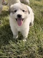 Scooby , a male Great Pyrenees for sale in Sparta, MO – Photo 3 of 9