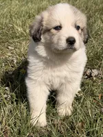 Scooby , a male Great Pyrenees for sale in Sparta, MO – Photo 1 of 9