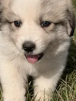 Scooby , a male Great Pyrenees for sale in Sparta, MO – Photo 4 of 9