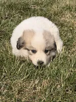 Scooby , a male Great Pyrenees for sale in Sparta, MO – Photo 5 of 9