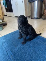 Dally 6, a female Goldendoodle for sale in Bonifay, FL – Photo 2 of 4