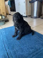 Dally 6, a female Goldendoodle for sale in Bonifay, FL – Photo 1 of 4