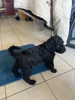 Dally 6, a female Goldendoodle for sale in Bonifay, FL – Photo 3 of 4