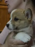 Rumy, a female Pembroke Welsh Corgi for sale in Belmont, NY – Photo 3 of 9