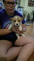Rumy, a female Pembroke Welsh Corgi for sale in Belmont, NY – Photo 5 of 9