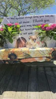 Rumy, a female Pembroke Welsh Corgi for sale in Belmont, NY – Photo 8 of 9