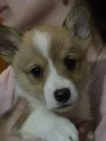 Rumy, a female Pembroke Welsh Corgi for sale in Belmont, NY – Photo 4 of 9