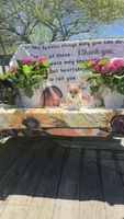 Rumy, a female Pembroke Welsh Corgi for sale in Belmont, NY – Photo 7 of 9