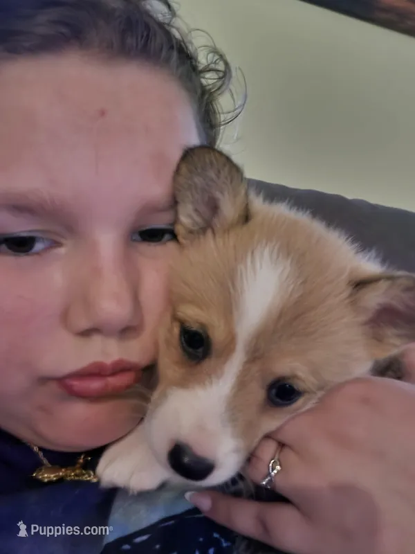 Rumy – Pembroke Welsh Corgi puppy for sale in Belmont, NY