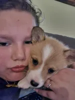 Rumy, a female Pembroke Welsh Corgi for sale in Belmont, NY – Photo 1 of 9
