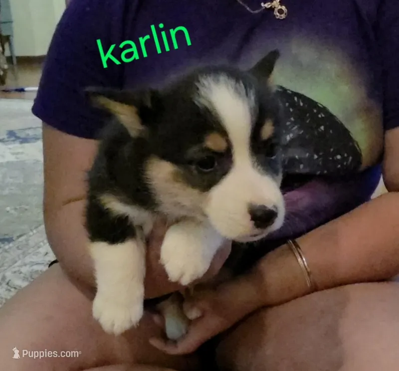 Karlin – Pembroke Welsh Corgi puppy for sale in Belmont, NY