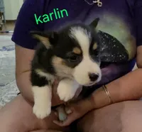 Karlin, a male Pembroke Welsh Corgi for sale in Belmont, NY – Photo 1 of 10