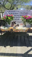 Karlin, a male Pembroke Welsh Corgi for sale in Belmont, NY – Photo 7 of 10