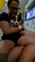 Karlin, a male Pembroke Welsh Corgi for sale in Belmont, NY – Photo 5 of 10