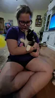 Karlin, a male Pembroke Welsh Corgi for sale in Belmont, NY – Photo 4 of 10