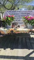 Karlin, a male Pembroke Welsh Corgi for sale in Belmont, NY – Photo 8 of 10