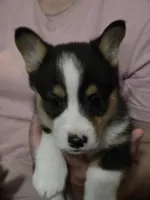 Karlin, a male Pembroke Welsh Corgi for sale in Belmont, NY – Photo 2 of 10
