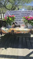 Karlin, a male Pembroke Welsh Corgi for sale in Belmont, NY – Photo 6 of 10