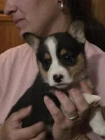 Karlin, a male Pembroke Welsh Corgi for sale in Belmont, NY – Photo 3 of 10