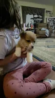Juno, a male Pembroke Welsh Corgi for sale in Belmont, NY – Photo 5 of 10