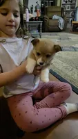 Juno, a male Pembroke Welsh Corgi for sale in Belmont, NY – Photo 4 of 10
