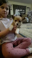 Juno, a male Pembroke Welsh Corgi for sale in Belmont, NY – Photo 7 of 10