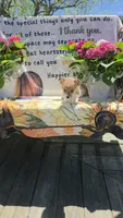 Juno, a male Pembroke Welsh Corgi for sale in Belmont, NY – Photo 9 of 10