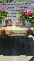 Juno, a male Pembroke Welsh Corgi for sale in Belmont, NY – Photo 10 of 10