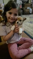 Juno, a male Pembroke Welsh Corgi for sale in Belmont, NY – Photo 3 of 10
