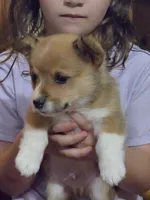 Juno, a male Pembroke Welsh Corgi for sale in Belmont, NY – Photo 2 of 10