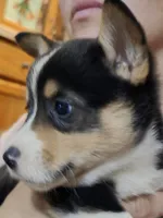 Prince, a male Pembroke Welsh Corgi for sale in Belmont, NY – Photo 2 of 9