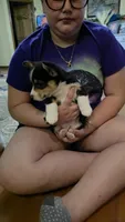 Prince, a male Pembroke Welsh Corgi for sale in Belmont, NY – Photo 9 of 9