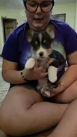 Prince, a male Pembroke Welsh Corgi for sale in Belmont, NY – Photo 8 of 9