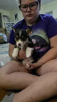 Prince, a male Pembroke Welsh Corgi for sale in Belmont, NY – Photo 5 of 9