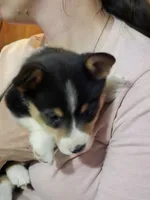 Prince, a male Pembroke Welsh Corgi for sale in Belmont, NY – Photo 3 of 9