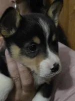 Prince, a male Pembroke Welsh Corgi for sale in Belmont, NY – Photo 4 of 9