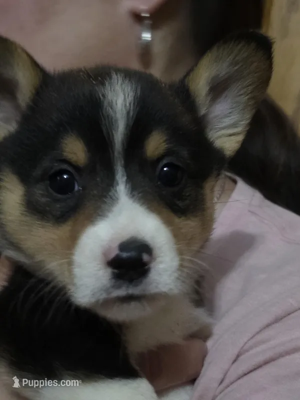 Prince – Pembroke Welsh Corgi puppy for sale in Belmont, NY
