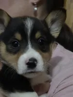 Prince, a male Pembroke Welsh Corgi for sale in Belmont, NY – Photo 1 of 9