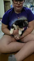 Prince, a male Pembroke Welsh Corgi for sale in Belmont, NY – Photo 7 of 9