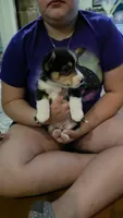 Prince, a male Pembroke Welsh Corgi for sale in Belmont, NY – Photo 6 of 9