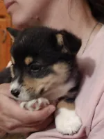 Grizzley , a male Pembroke Welsh Corgi for sale in Belmont, NY – Photo 2 of 10