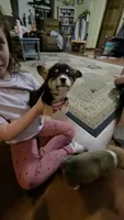 Grizzley , a male Pembroke Welsh Corgi for sale in Belmont, NY – Photo 8 of 10